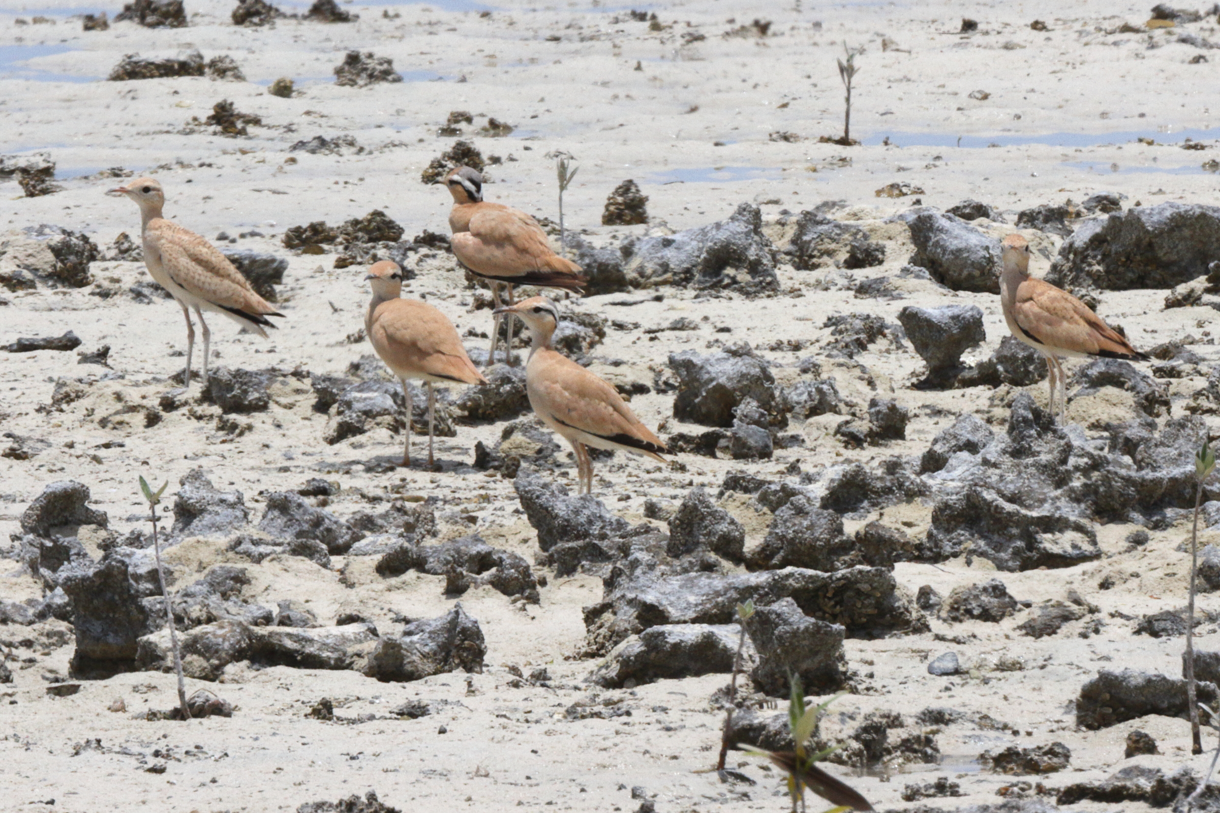 Cream-coloured Courser. Qatar, 27 May 2014 © Neil G. Morris.