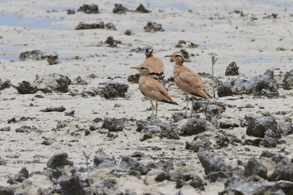 Cream-coloured Courser. Qatar, 27 May 2014 © Neil G. Morris.