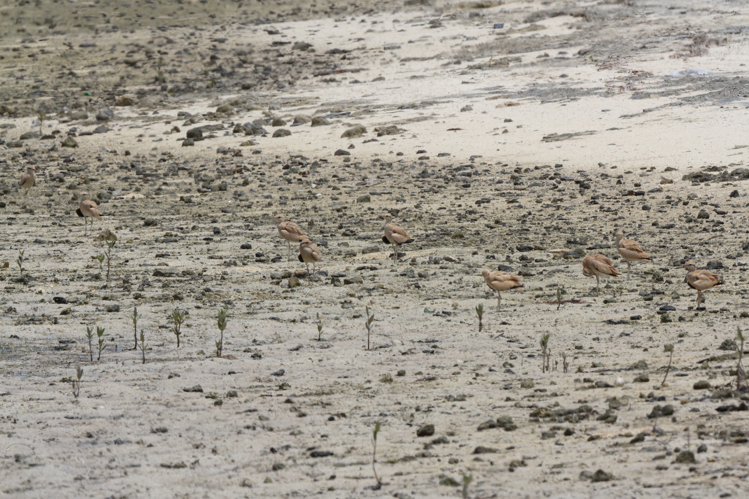 Cream-coloured Courser. Qatar, 27 May 2014 © Neil G. Morris.