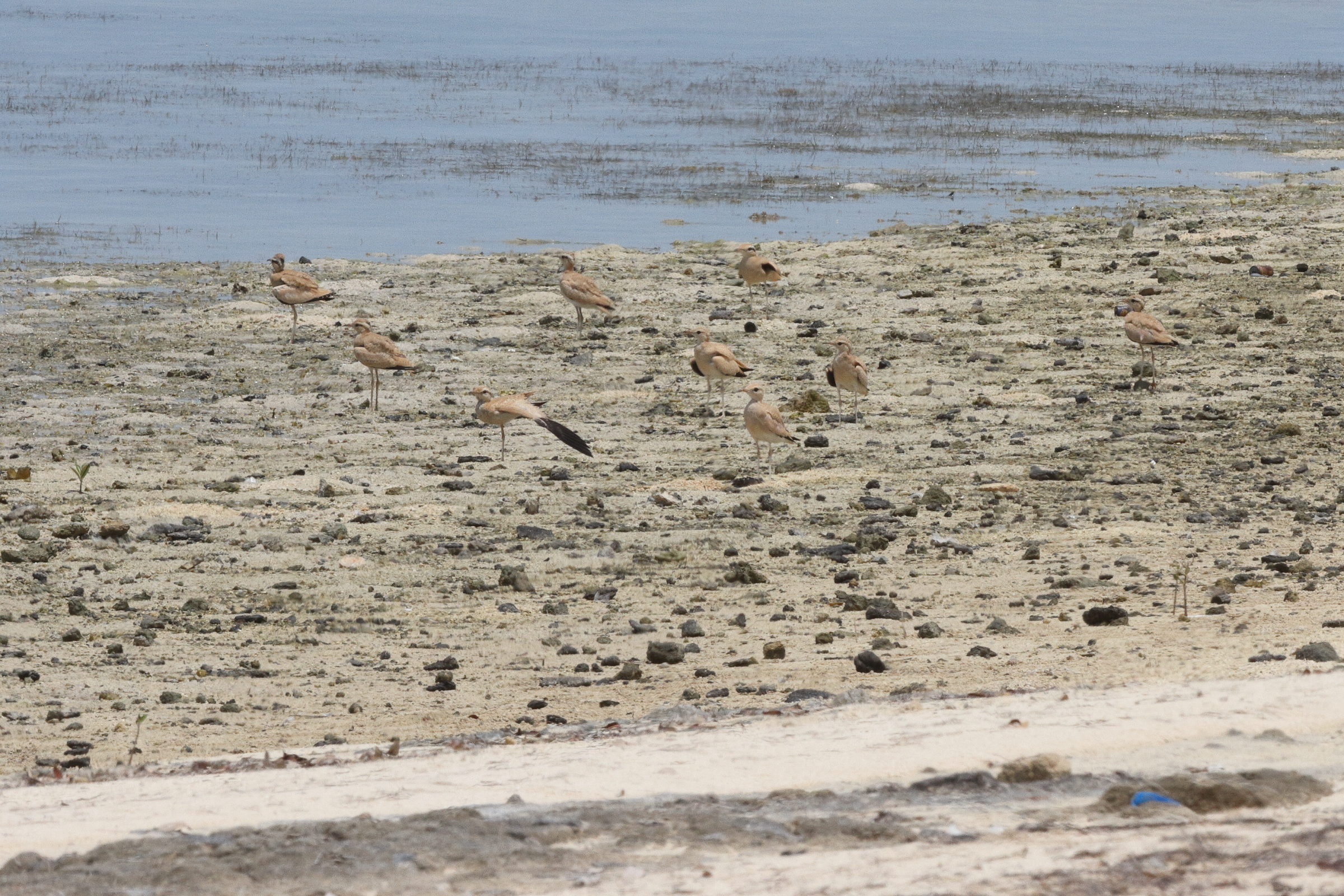 Cream-coloured Courser. Qatar, 27 May 2014 © Neil G. Morris.