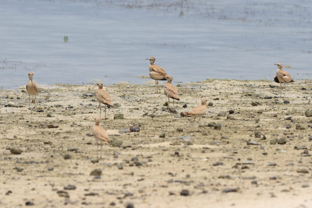 Cream-coloured Courser. Qatar, 27 May 2014 © Neil G. Morris.
