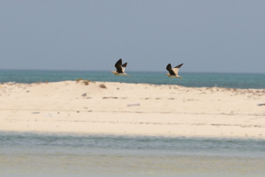 Cream-coloured Courser. Qatar, 27 May 2014 © Neil G. Morris.
