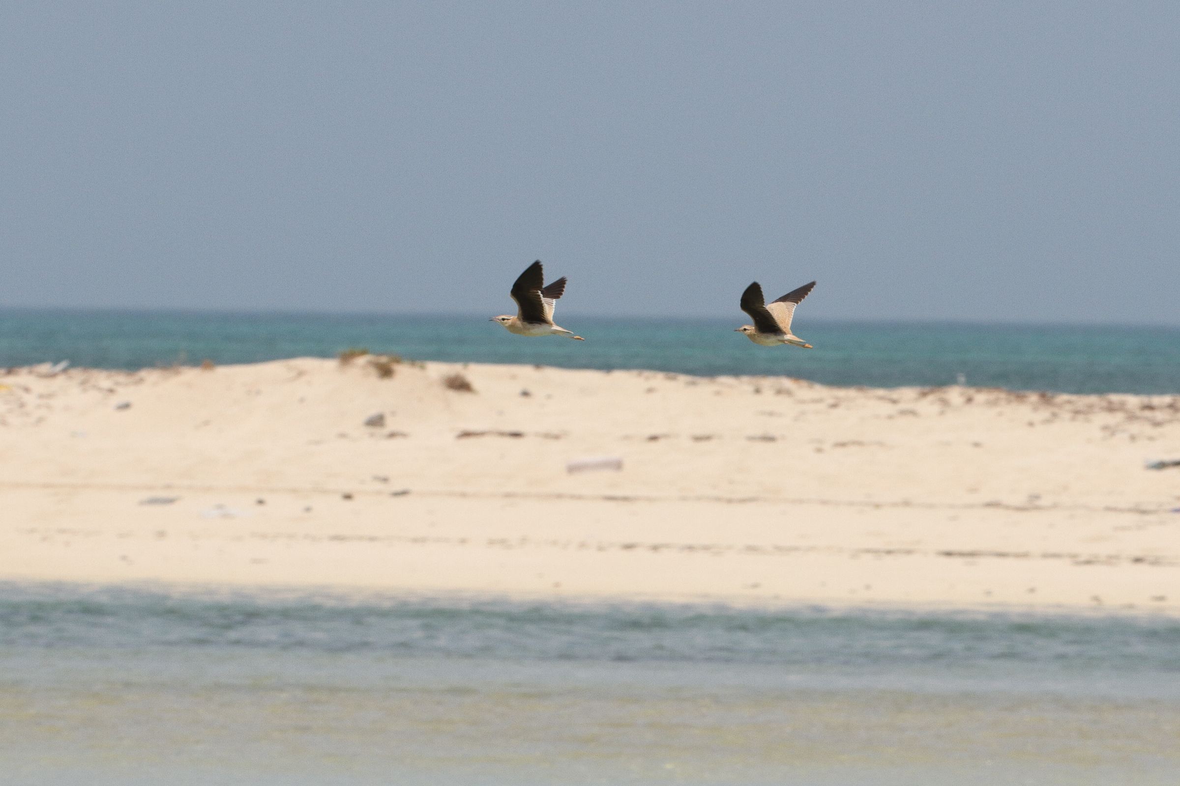 Cream-coloured Courser. Qatar, 27 May 2014 © Neil G. Morris.