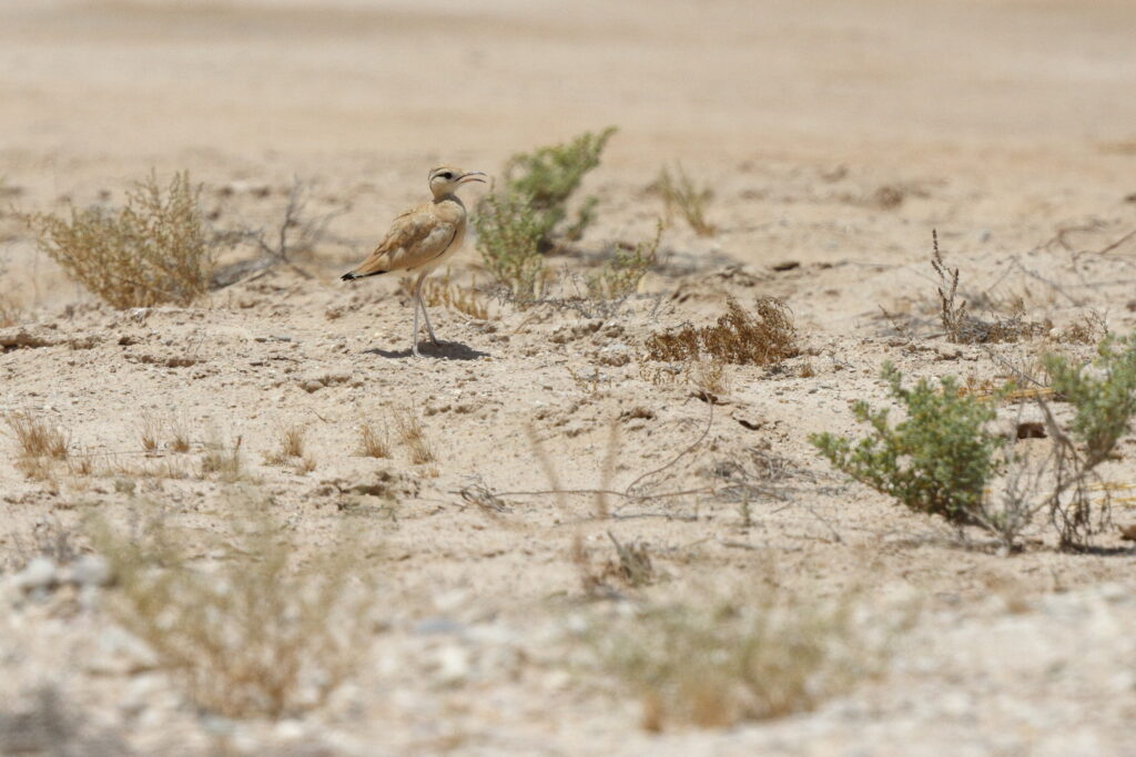 Cream-coloured Courser. Qatar, 18 June 2014 © Neil G. Morris.