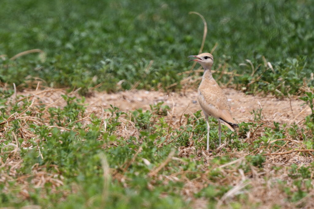 Cream-coloured Courser. Qatar, 22 June 2014 © Neil G. Morris.