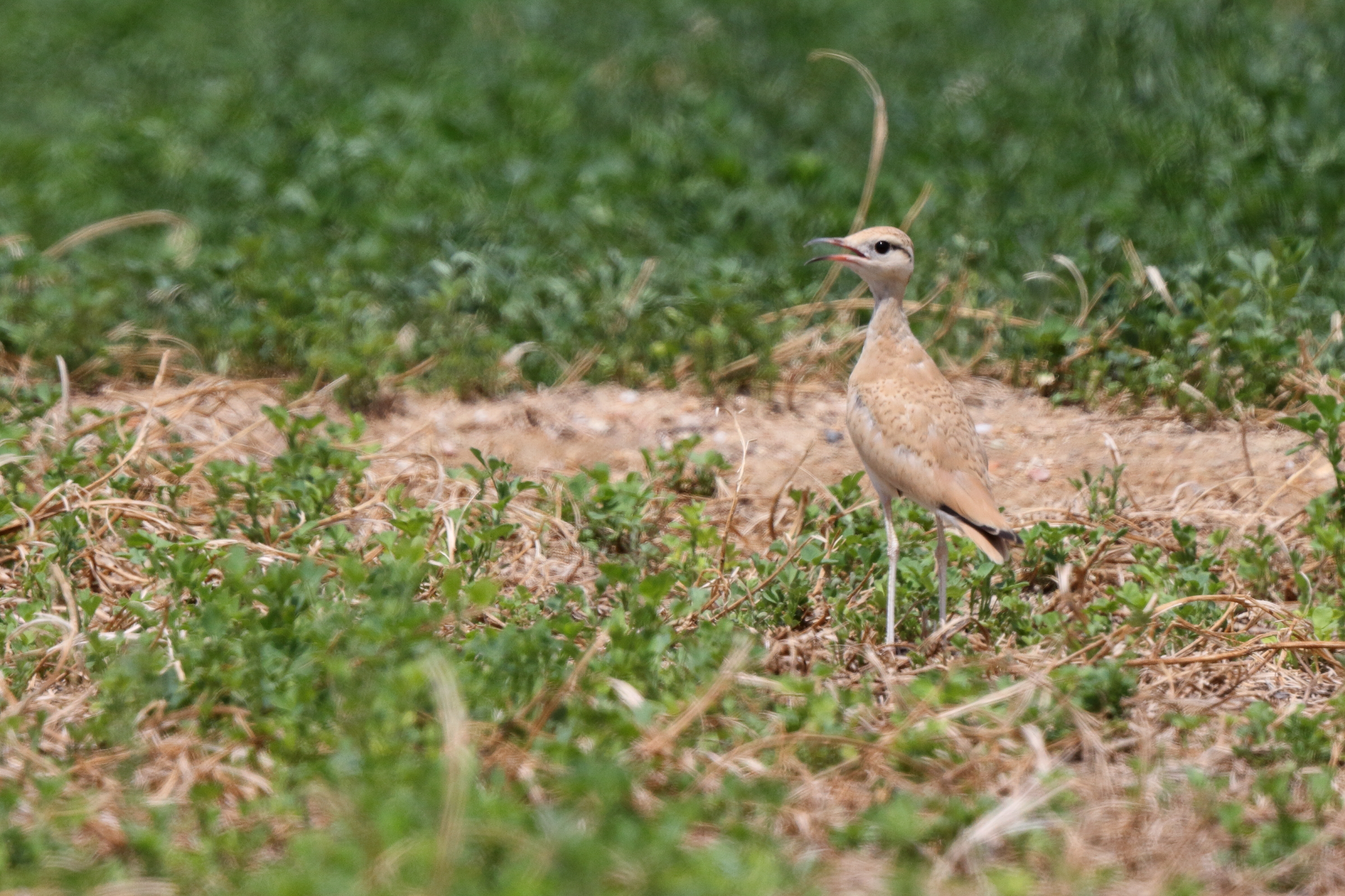 Cream-coloured Courser. Qatar, 22 June 2014 © Neil G. Morris.