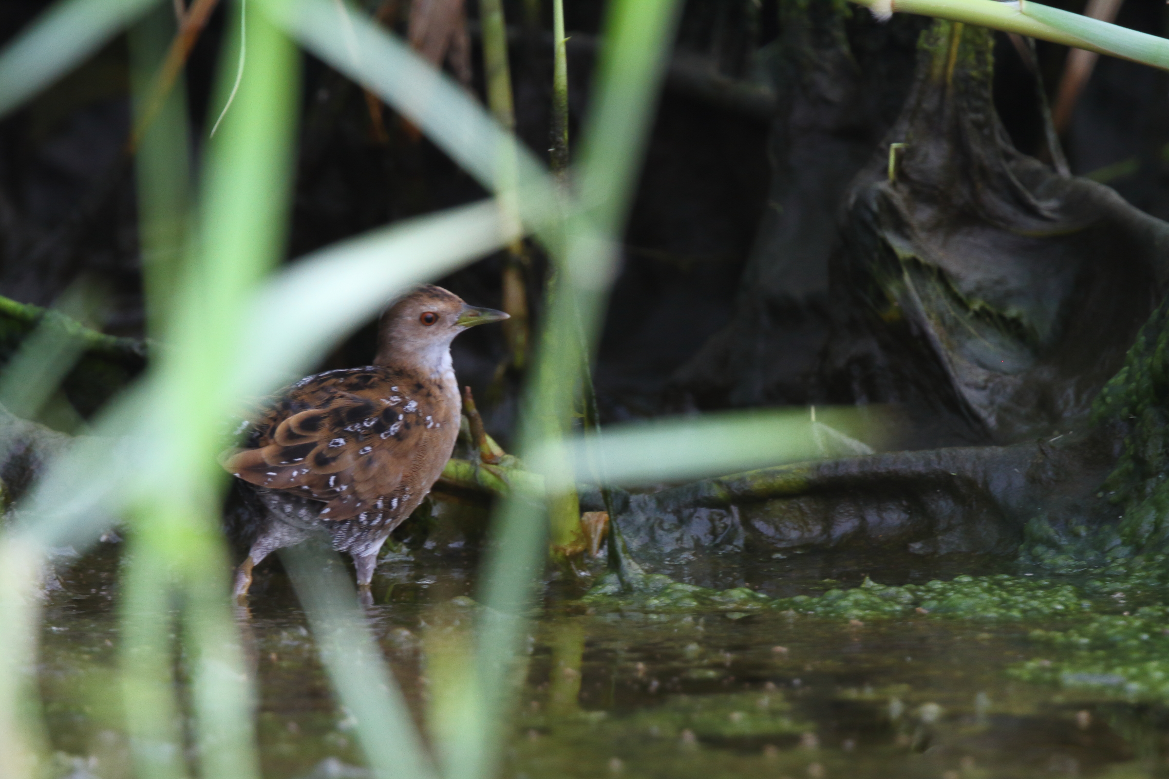 Baillon's Crake. Qatar, 04 November 2012 © Neil G. Morris.