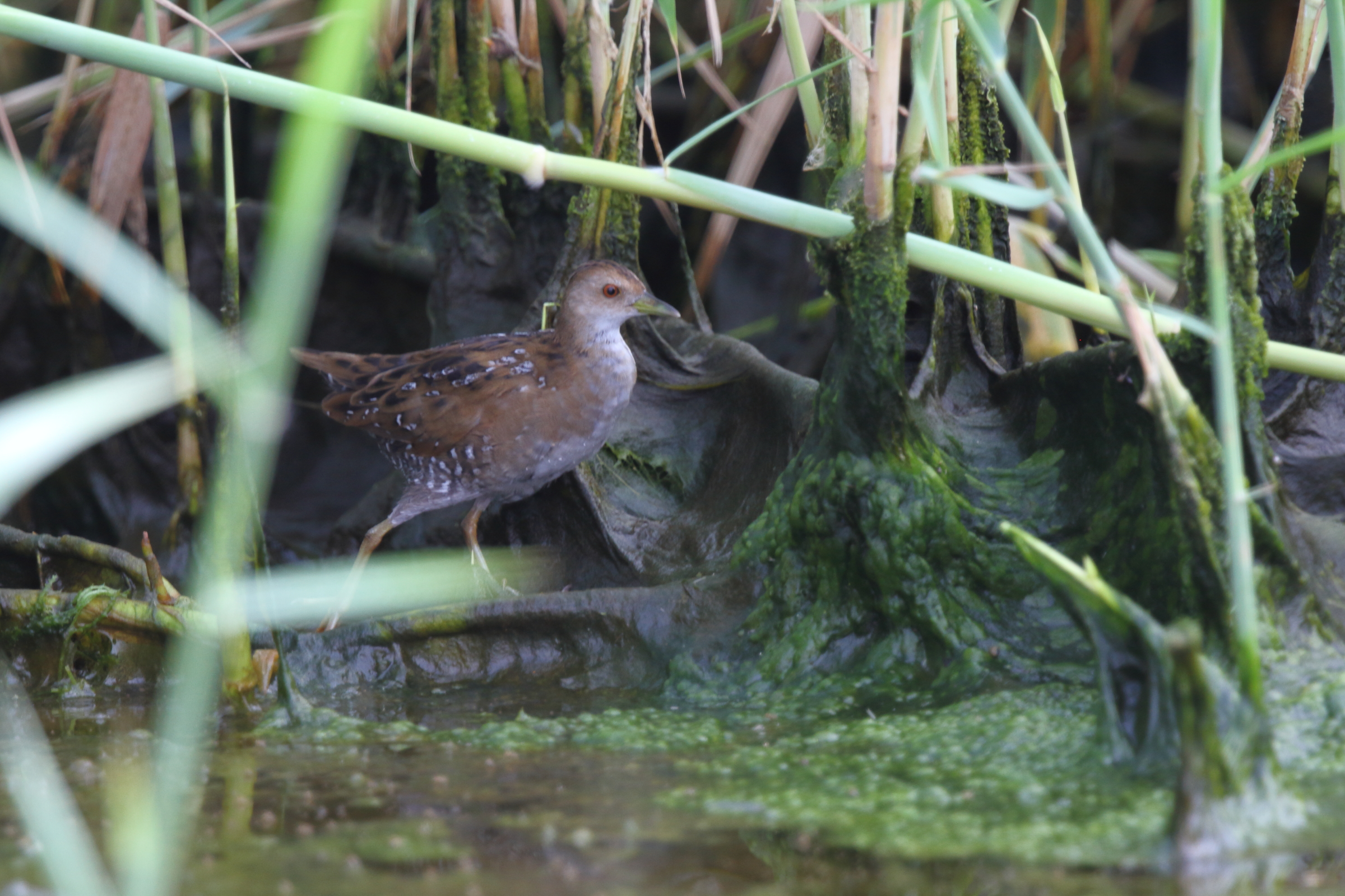 Baillon's Crake. Qatar, 04 November 2012 © Neil G. Morris.