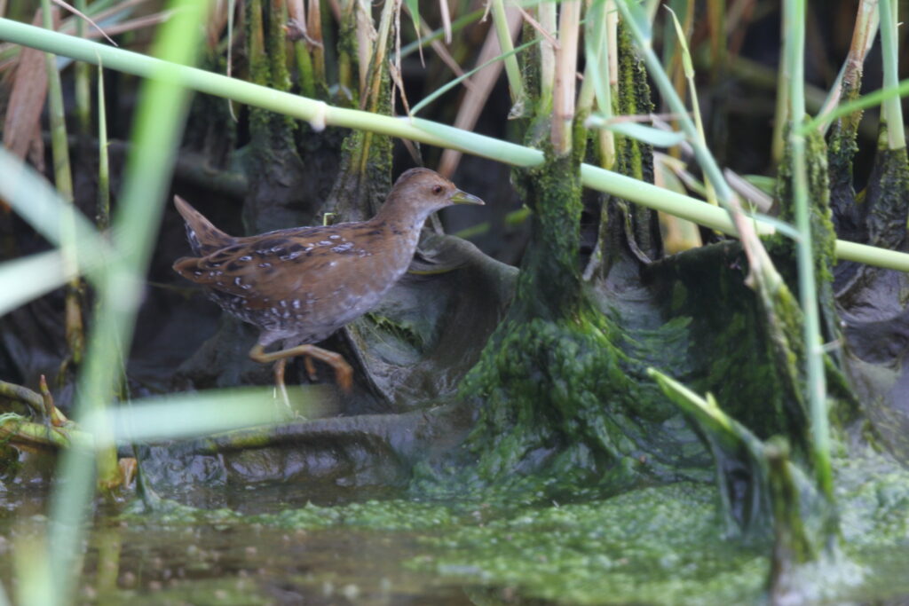 Baillon's Crake. Qatar, 04 November 2012 © Neil G. Morris.