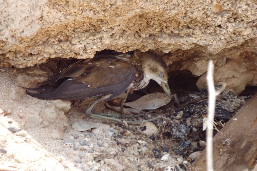 Little Crake. Qatar, 12 September 2012 © Neil G. Morris.