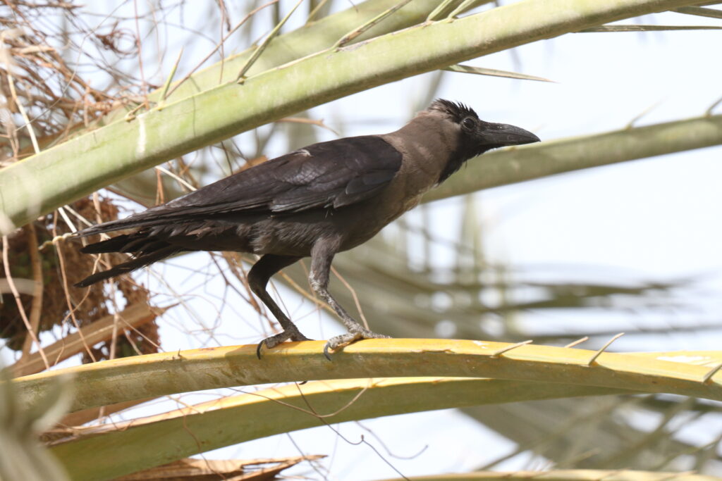 House Crow. Qatar, 02 June 2013 © Neil G. Morris.