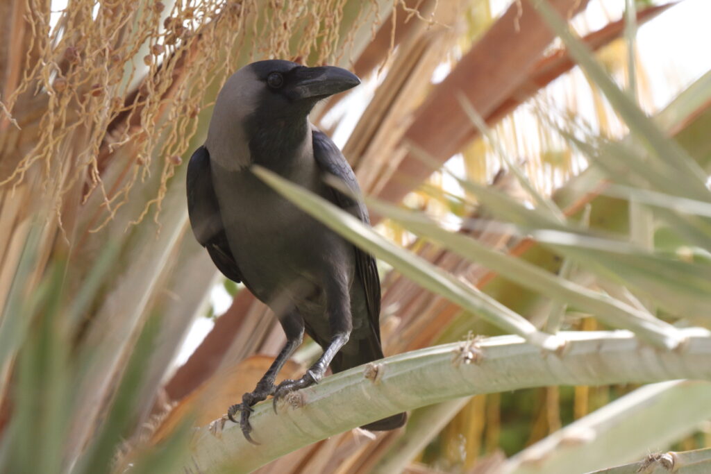 House Crow. Qatar, 02 June 2013 © Neil G. Morris.