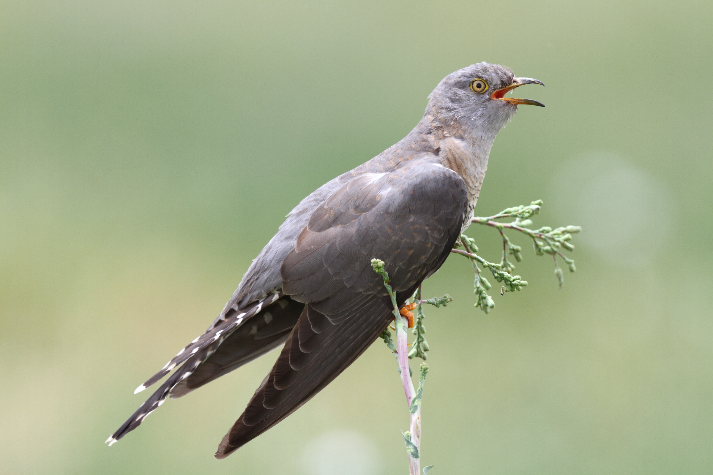 Common Cuckoo. Qatar, 28 April 2013 © Neil G. Morris.