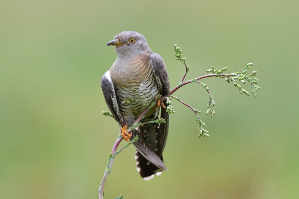 Common Cuckoo. Qatar, 28 April 2013 © Neil G. Morris.