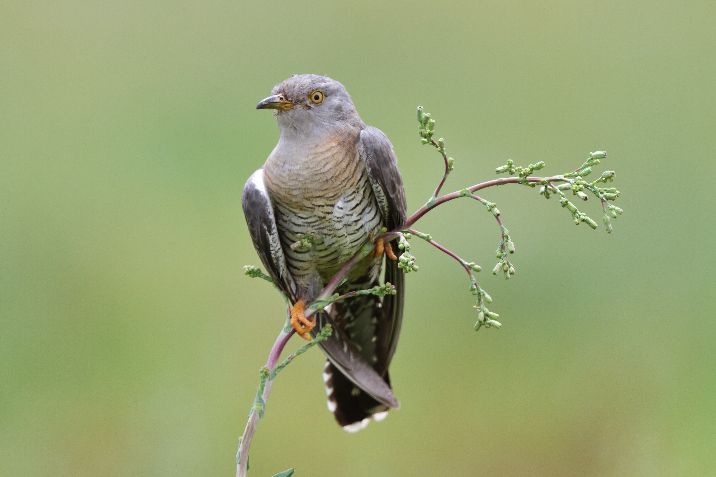 Common Cuckoo. Qatar, 28 April 2013 © Neil G. Morris.