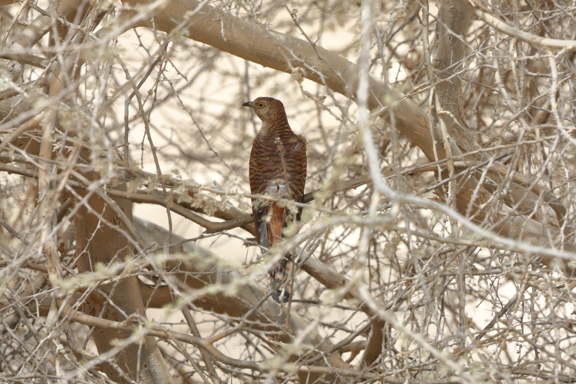 Common Cuckoo. Qatar, 01 May 2015 © Neil G. Morris.