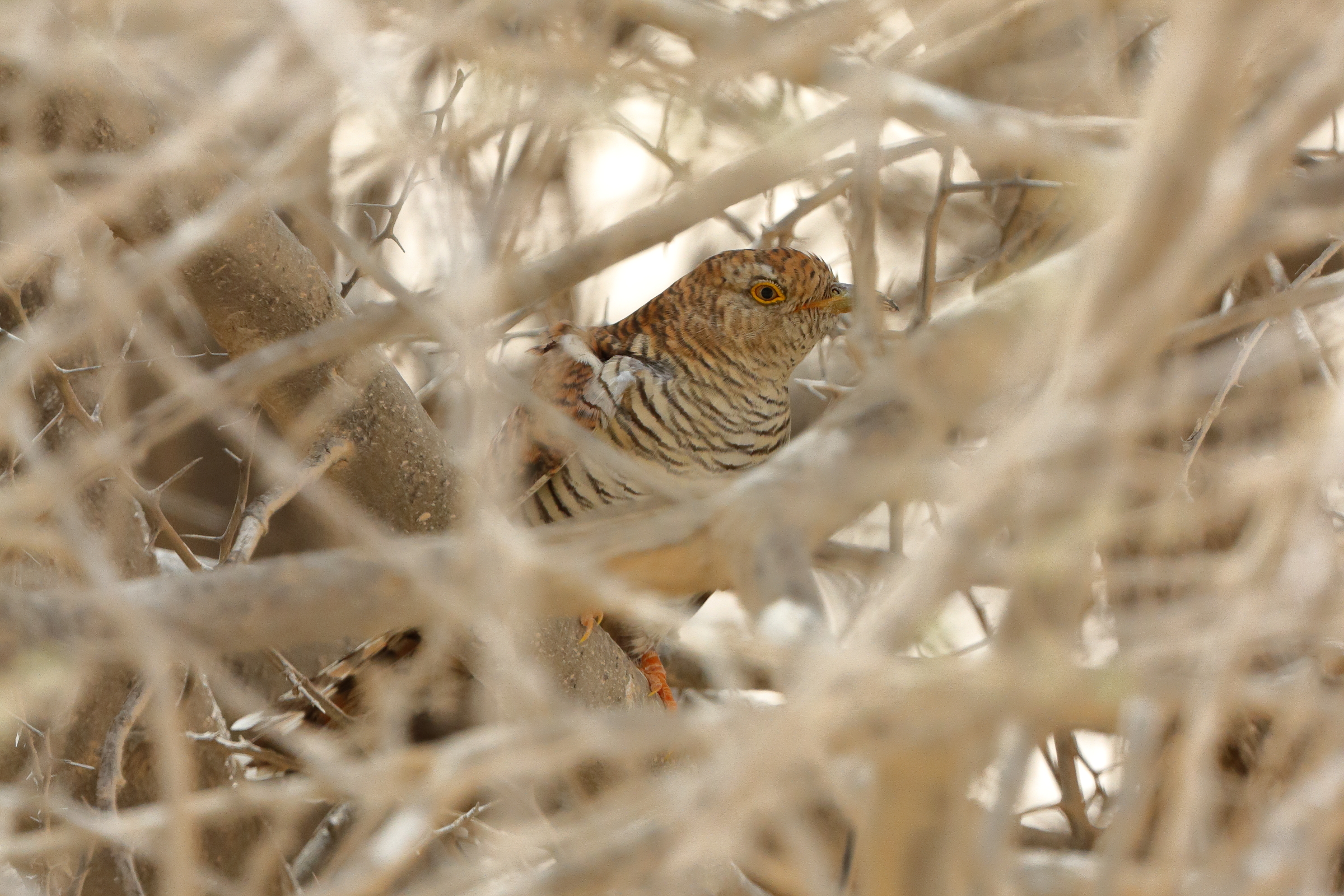 Common Cuckoo. Qatar, 01 May 2015 © Neil G. Morris.