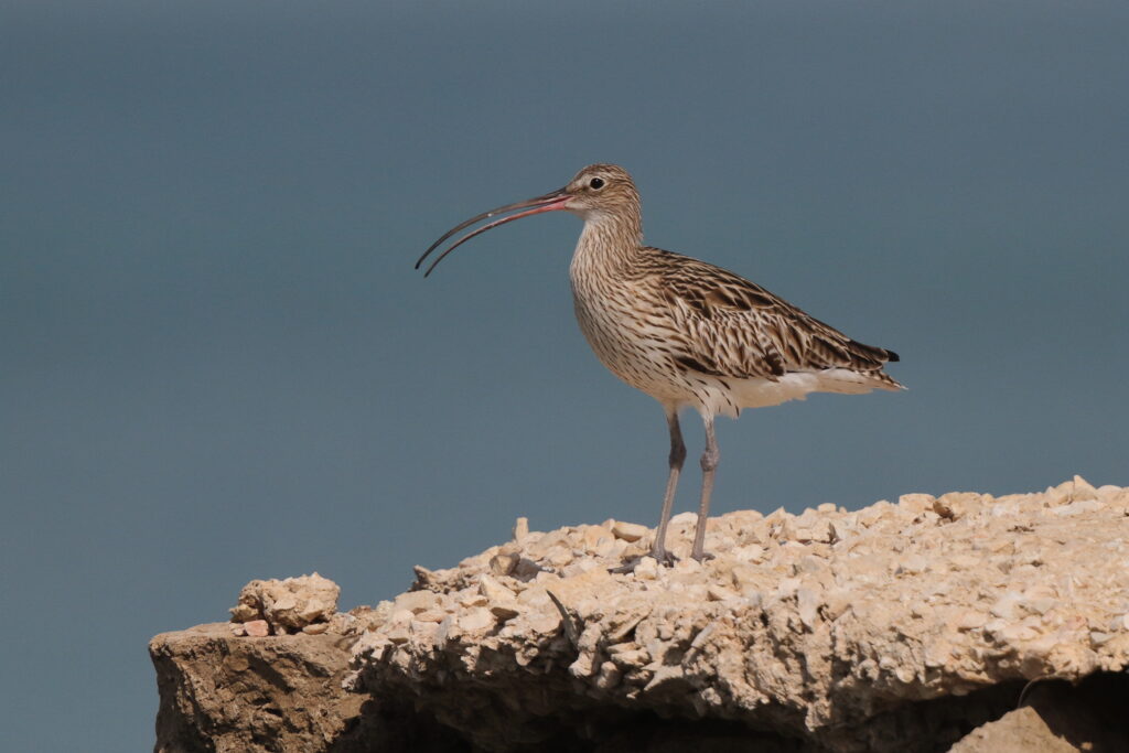 Curlew. Qatar, 24 January 2013 © Neil G. Morris.