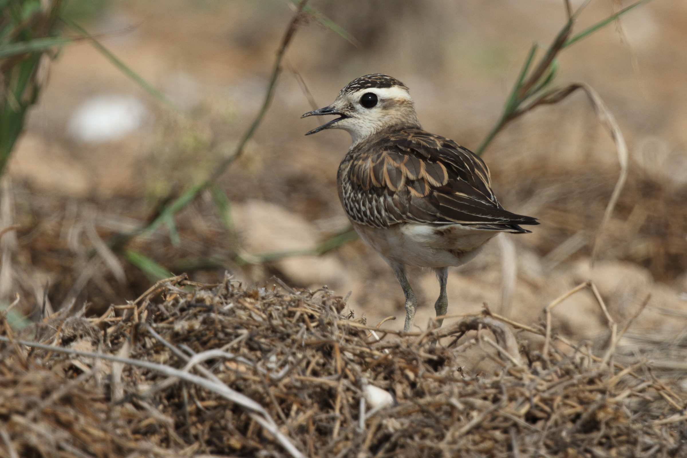 Eurasian Dotterel. Qatar, 11 November 2012 © Neil G. Morris.