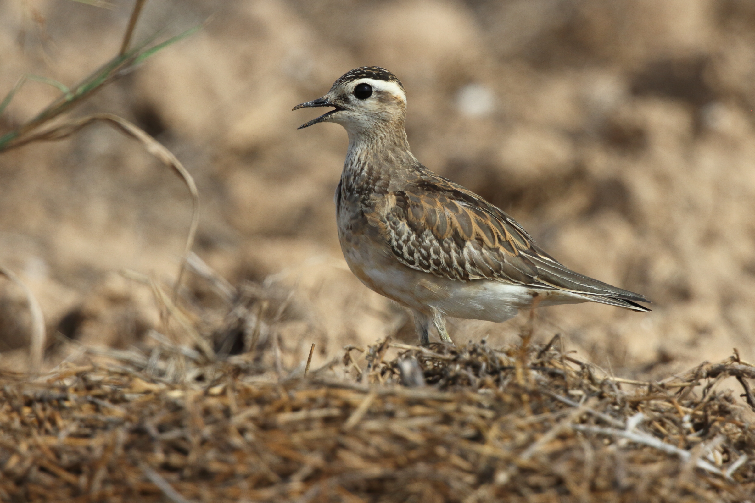 Eurasian Dotterel. Qatar, 11 November 2012 © Neil G. Morris.