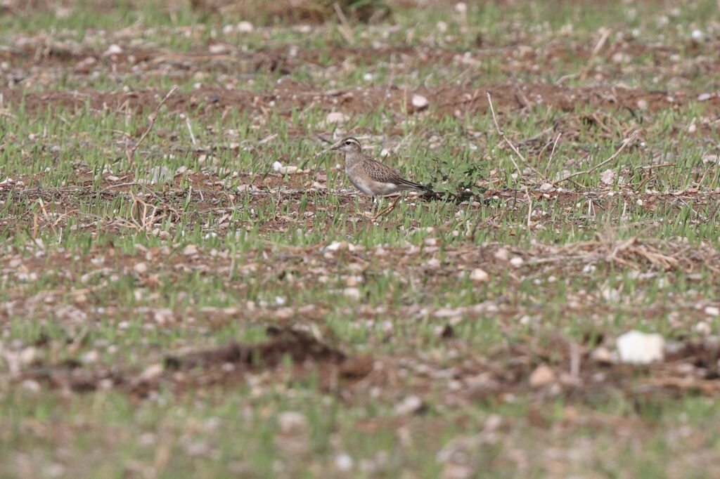 Eurasian Dotterel. Qatar, 05 November 2013 © Neil G. Morris.