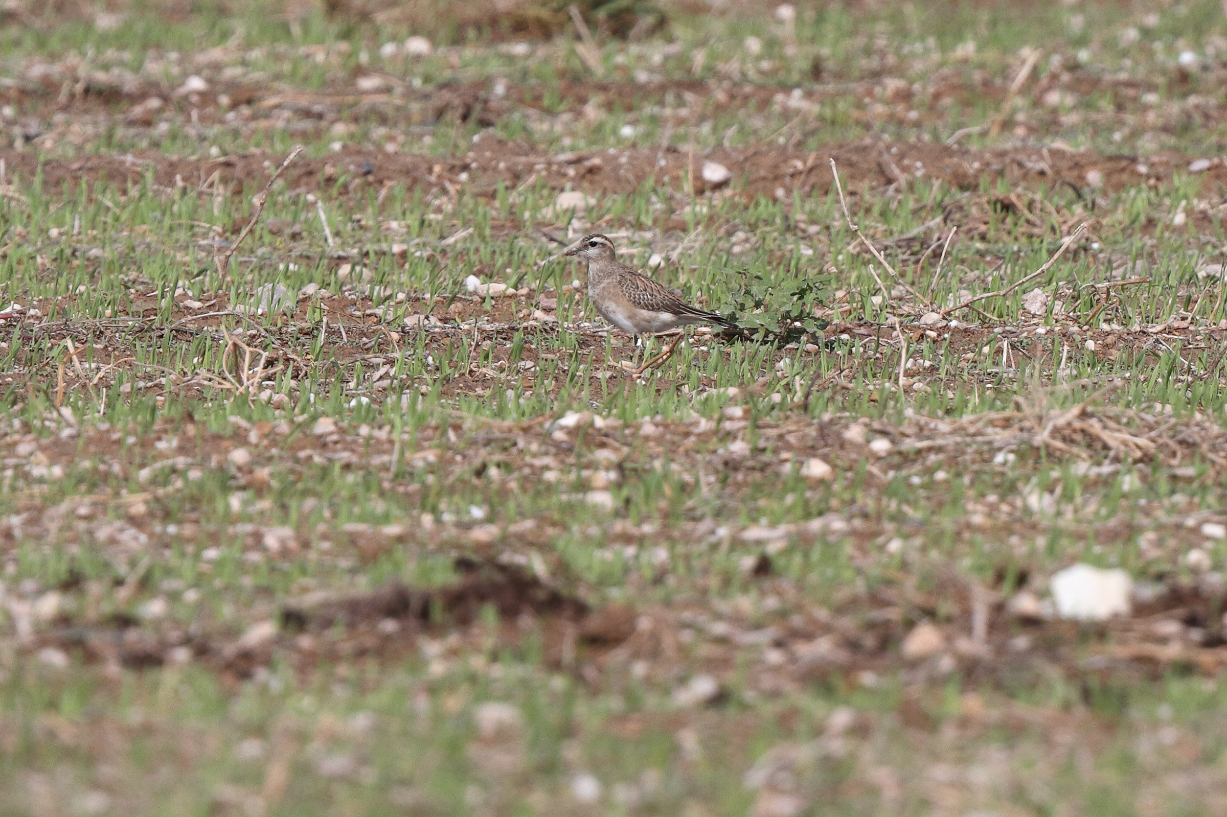 Eurasian Dotterel. Qatar, 05 November 2013 © Neil G. Morris.