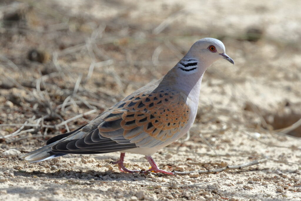 European Turtle Dove. Qatar, 27 March 2013 © Neil G. Morris.