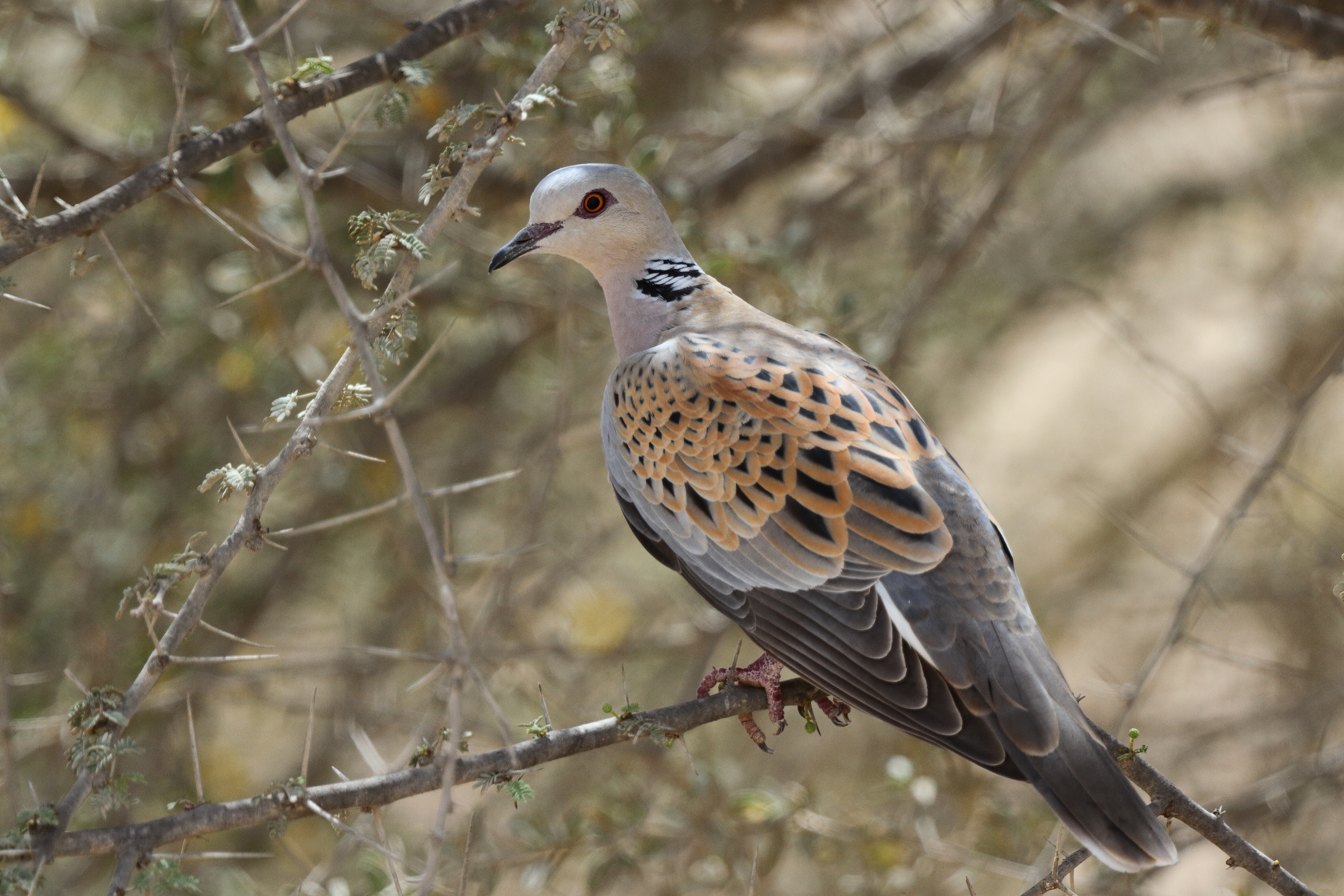 European Turtle Dove. Qatar, 17 April 2013 © Neil G. Morris.