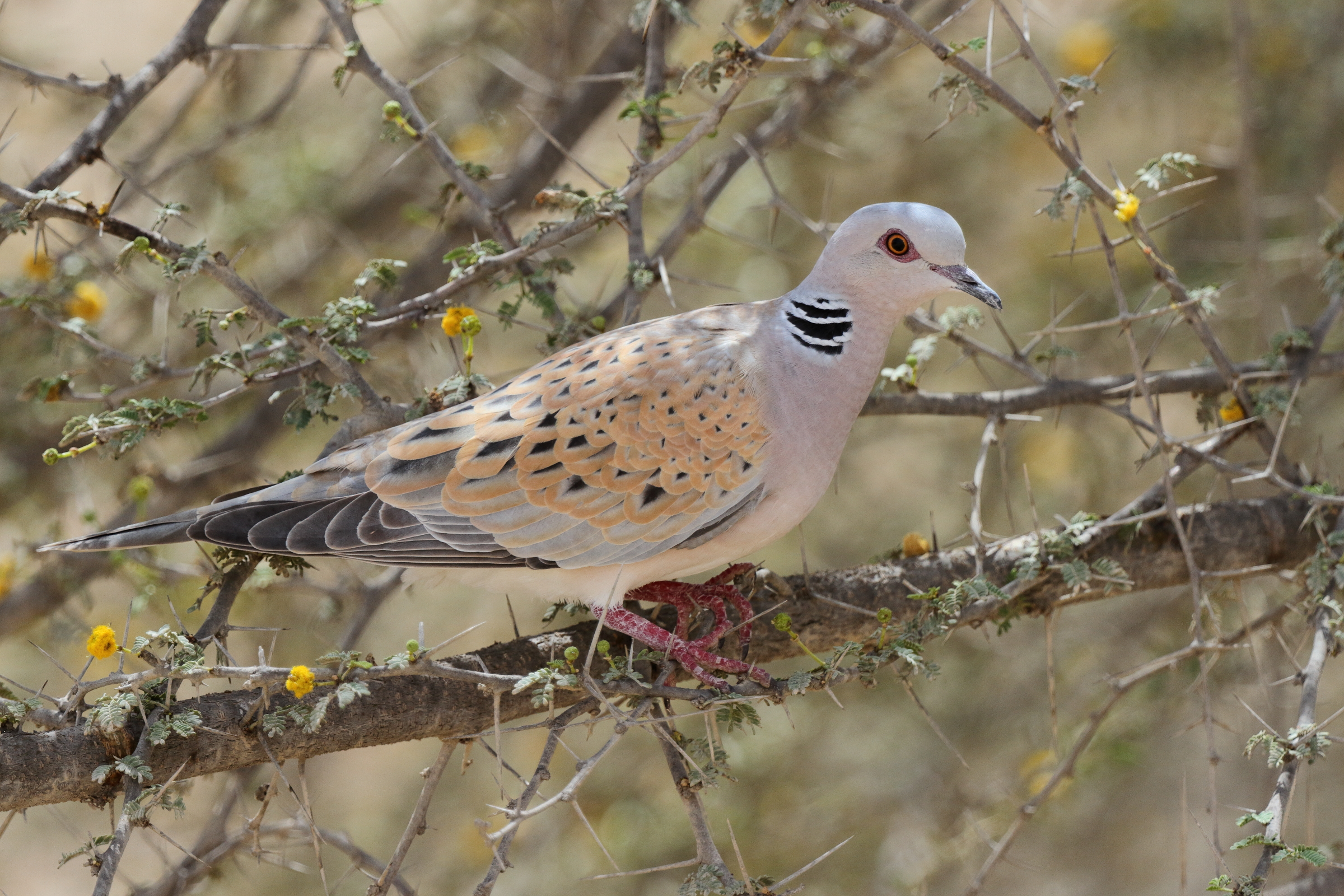 European Turtle Dove. Qatar, 17 April 2013 © Neil G. Morris.