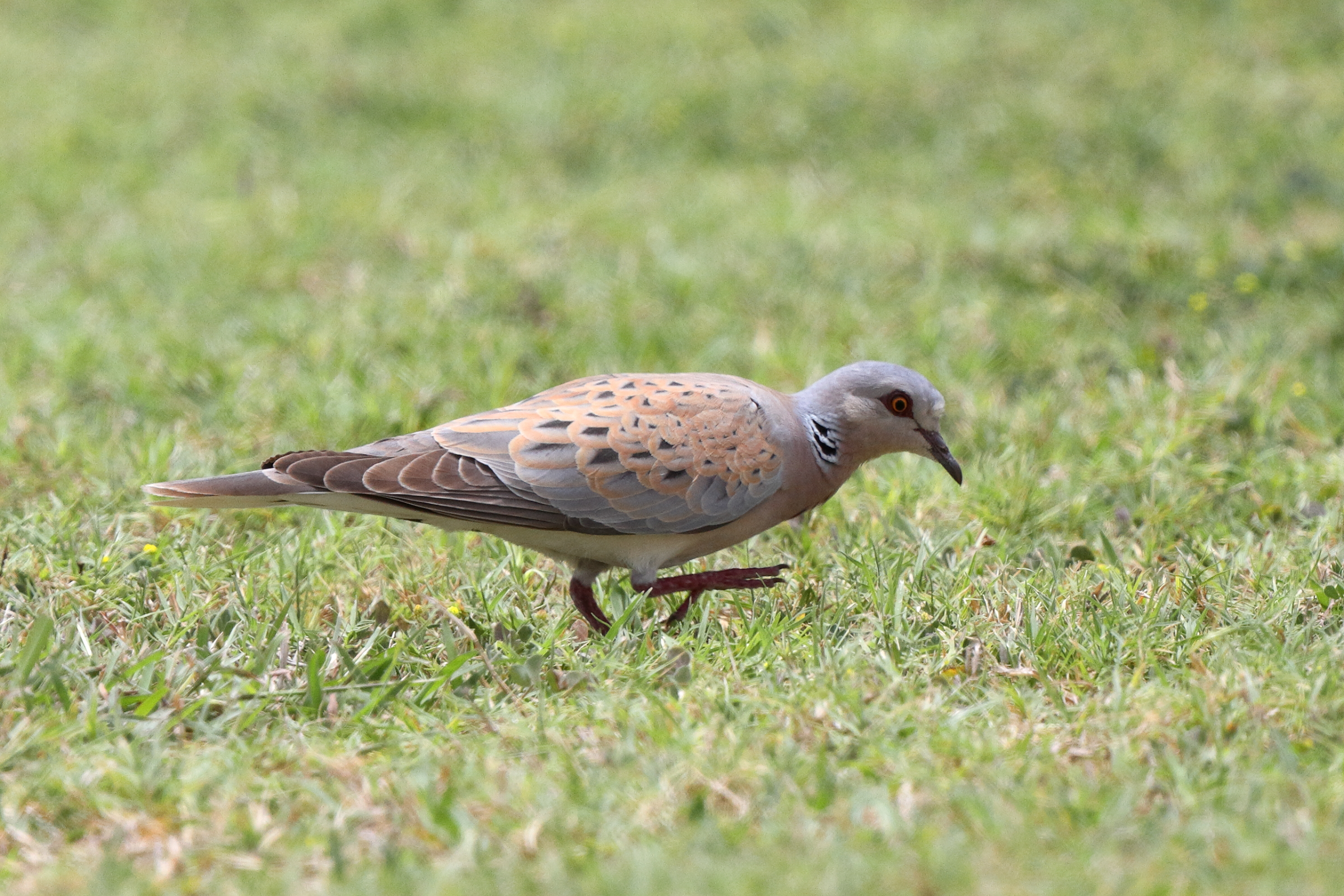 European Turtle Dove. Qatar, 01 May 2014 © Neil G. Morris.