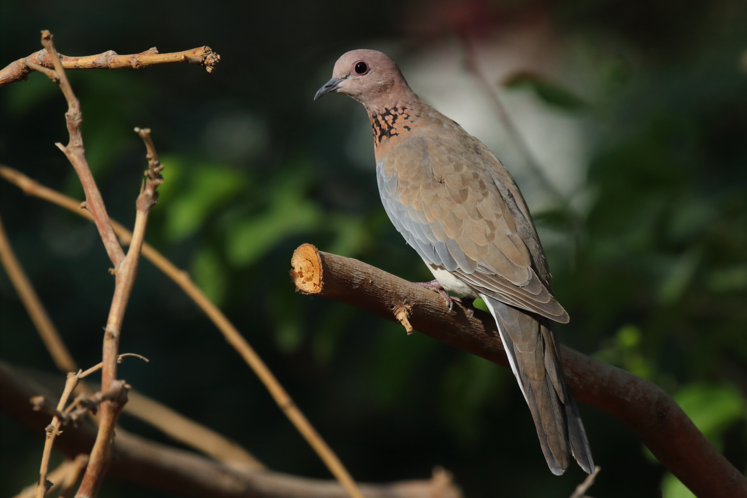 Laughing Dove. Qatar, 01 October 2012 © Neil G. Morris.