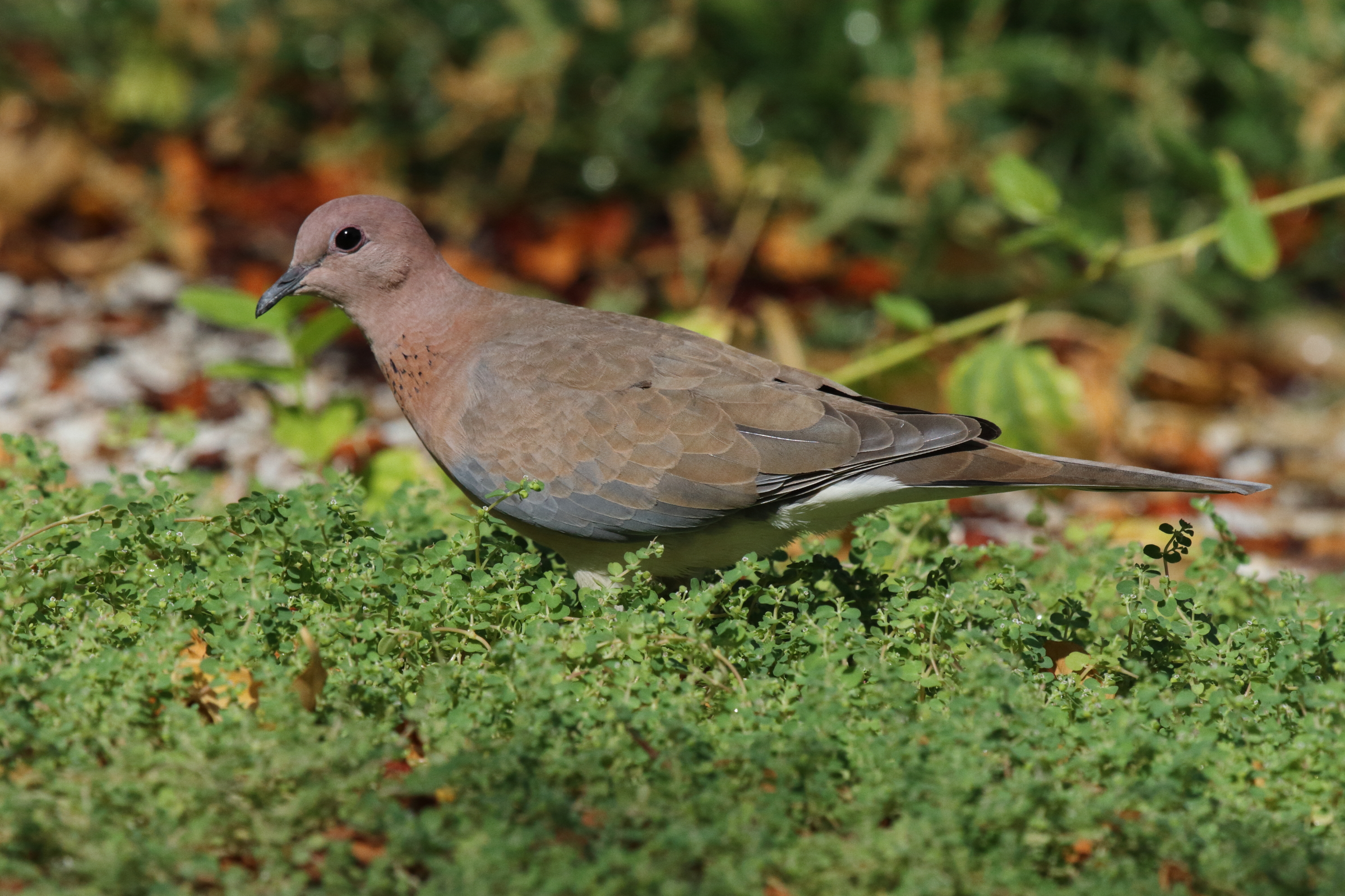 Laughing Dove. Qatar, 01 October 2012 © Neil G. Morris.