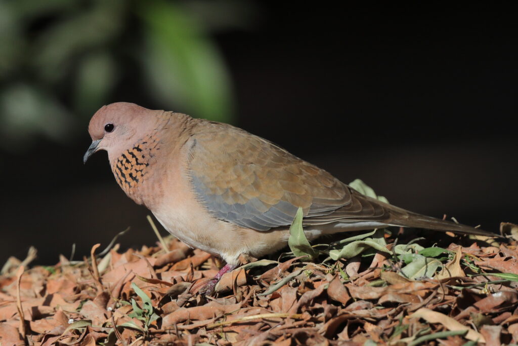 Laughing Dove. Qatar, 27 March 2013 © Neil G. Morris.