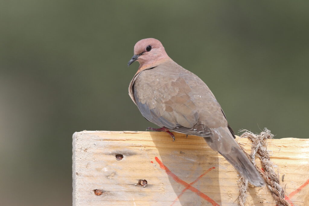Laughing Dove. Qatar, 30 April 2014 © Neil G. Morris.
