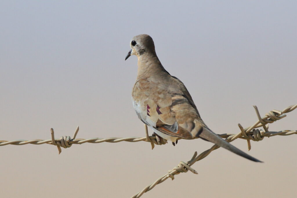 Namaqua Dove. Qatar, 11 October 2012 © Neil G. Morris.