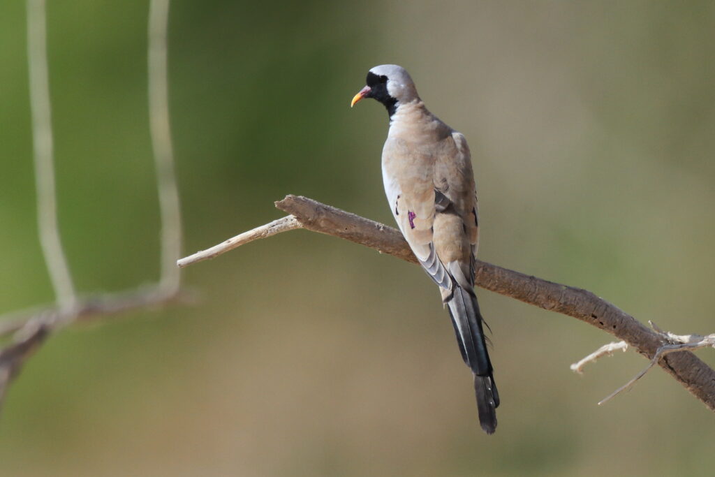 Namaqua Dove. Qatar, 16 October 2012 © Neil G. Morris.