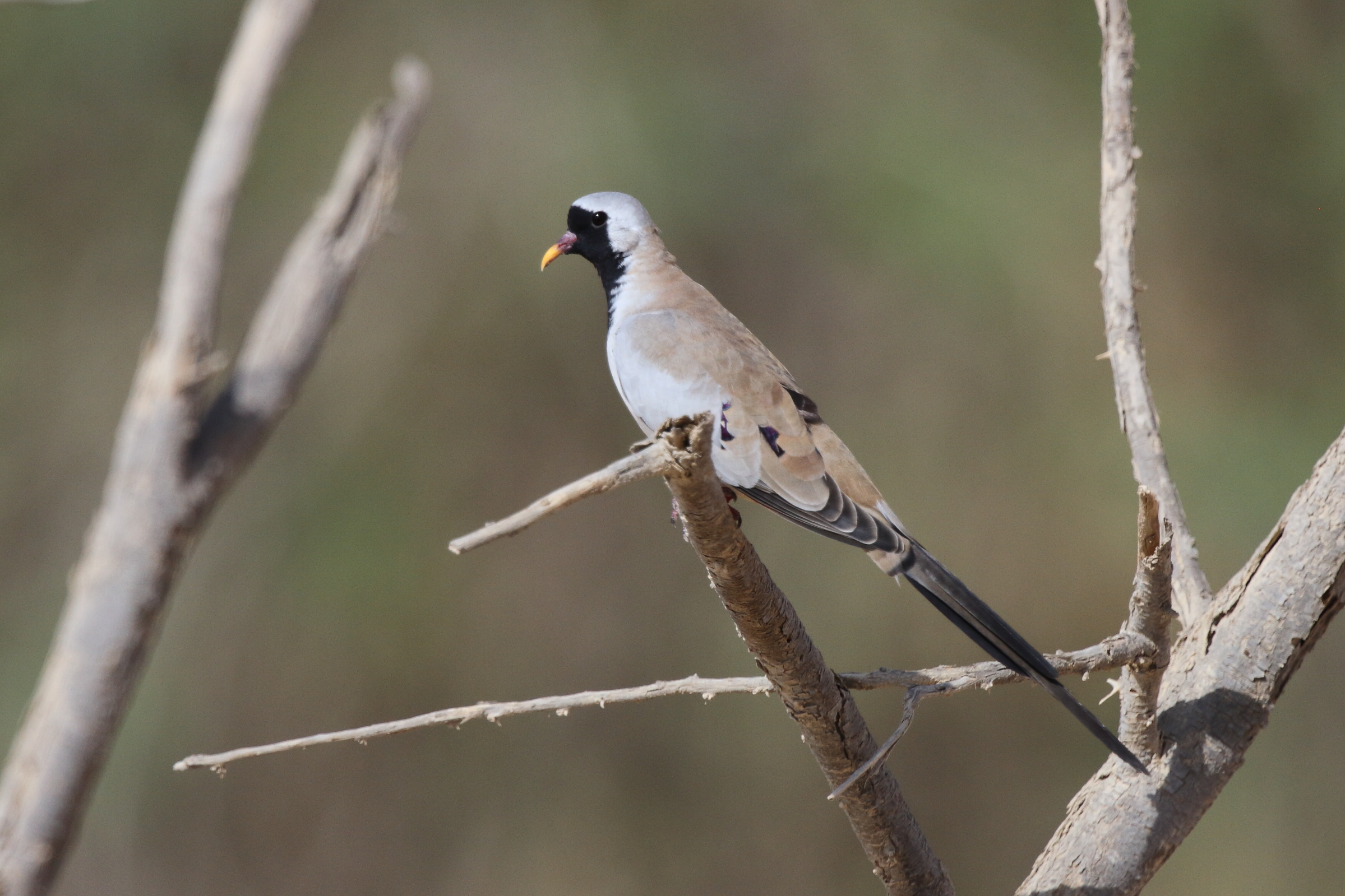 Namaqua Dove. Qatar, 16 October 2012 © Neil G. Morris.