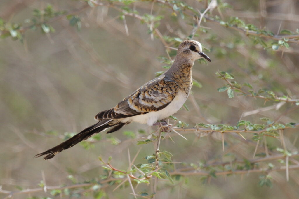 Namaqua Dove. Qatar, 16 October 2012 © Neil G. Morris.