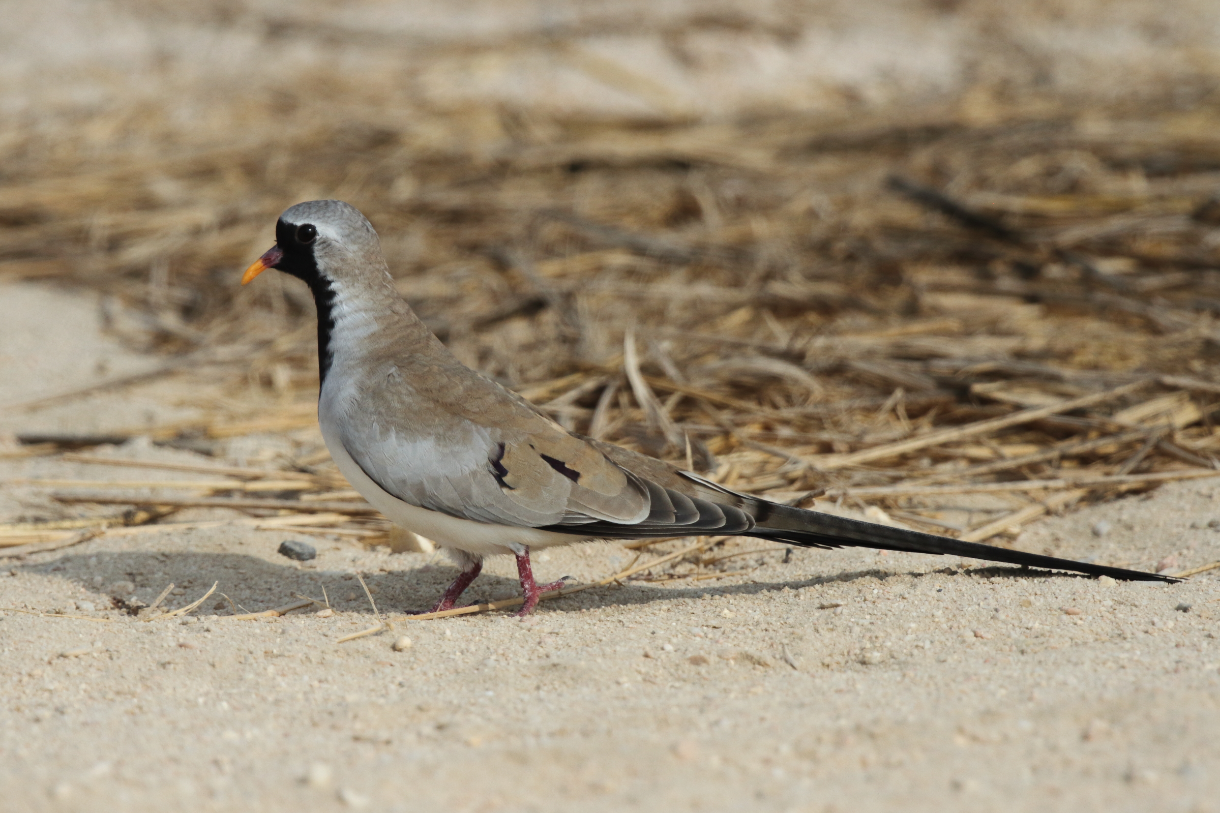 Namaqua Dove. Qatar, 21 October 2012 © Neil G. Morris.