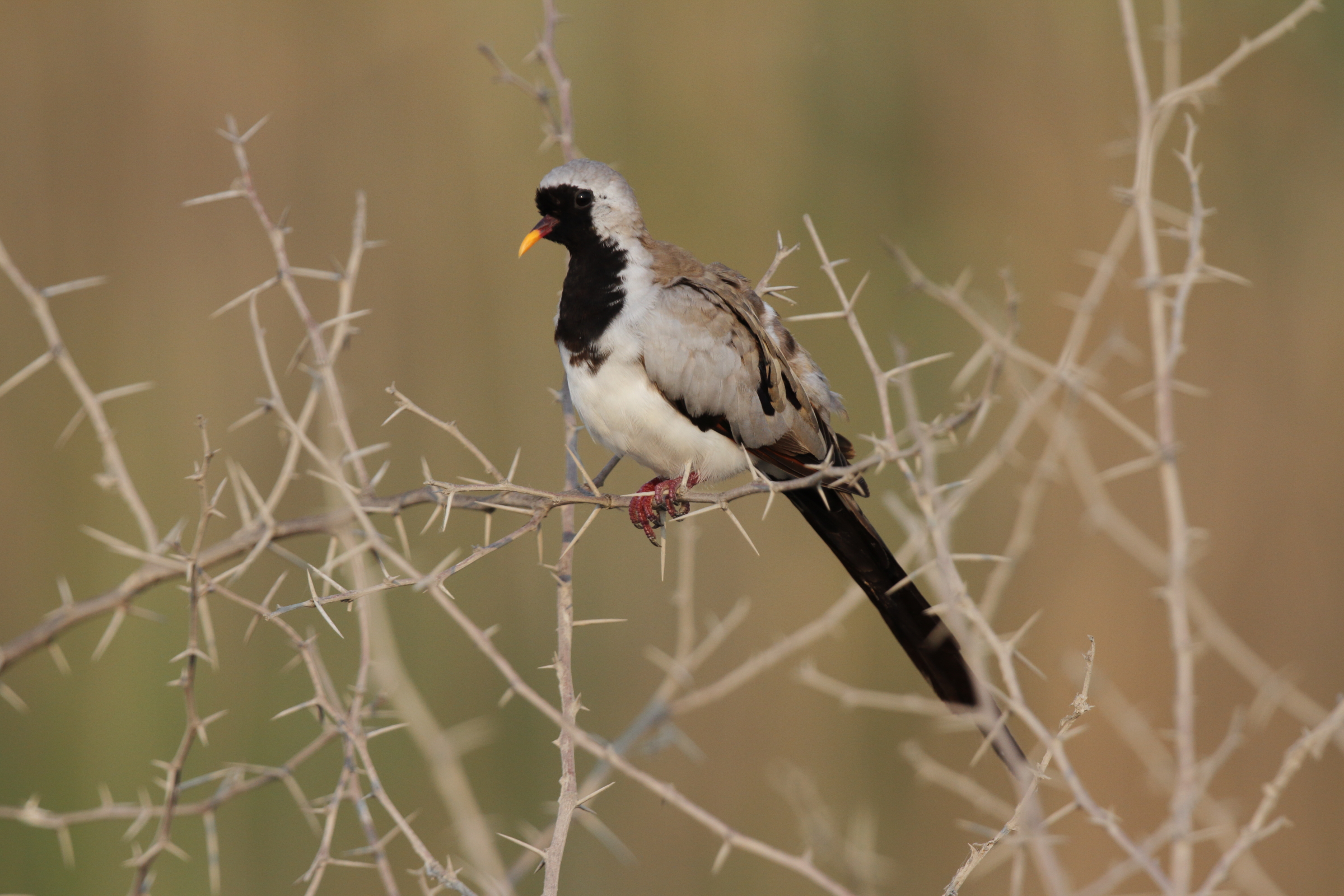 Namaqua Dove. Qatar, 04 November 2012 © Neil G. Morris.