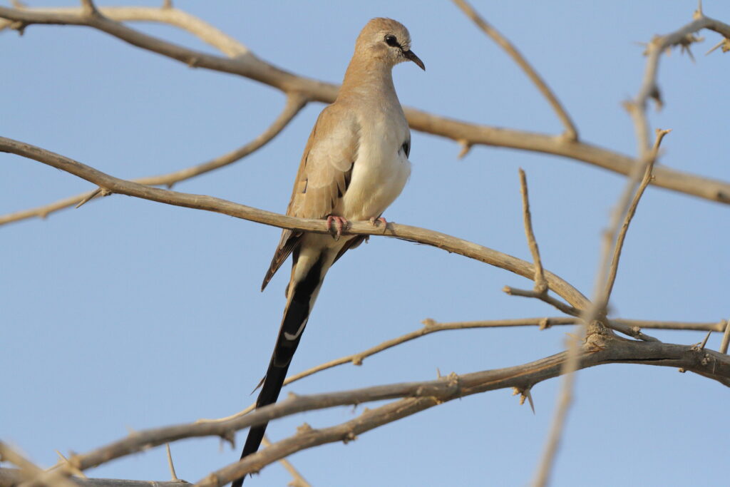 Namaqua Dove. Qatar, 22 March 2013 © Neil G. Morris.