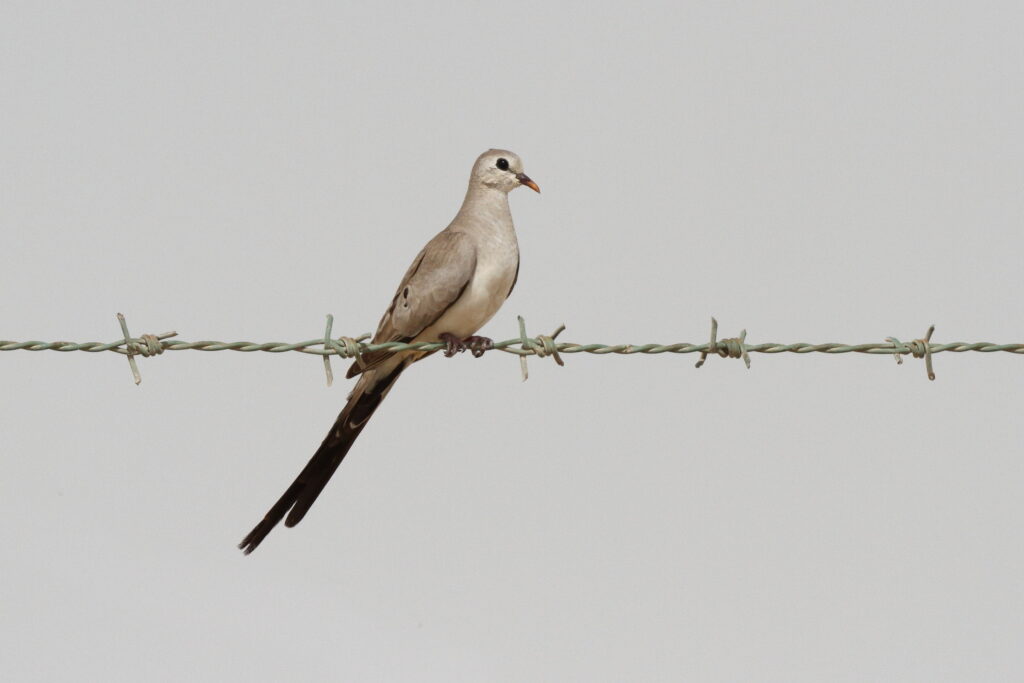 Namaqua Dove. Qatar, 19 March 2014 © Neil G. Morris.
