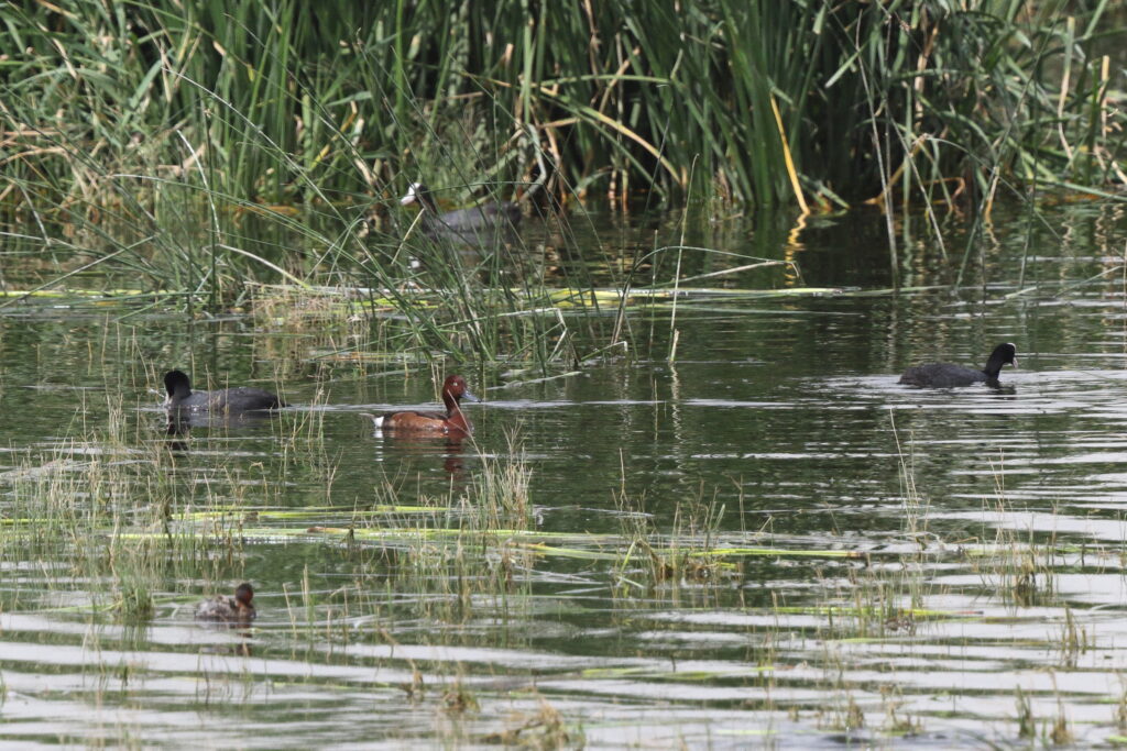 Ferruginous Duck. Qatar, 20 March 2013 © Neil G. Morris.
