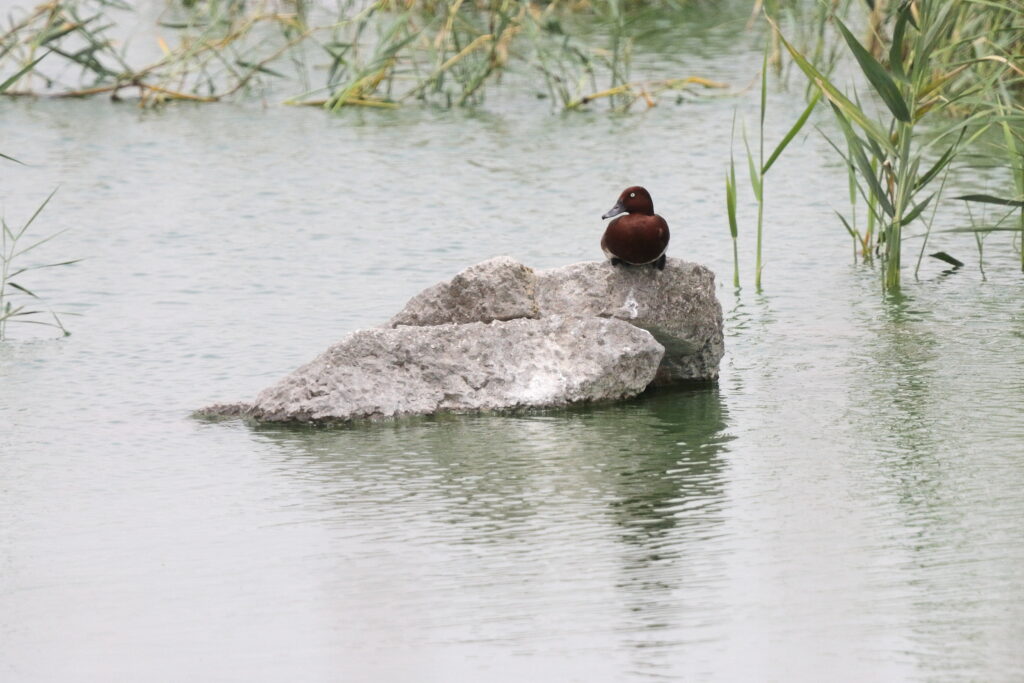 Ferruginous Duck. Qatar, 29 April 2013 © Neil G. Morris.