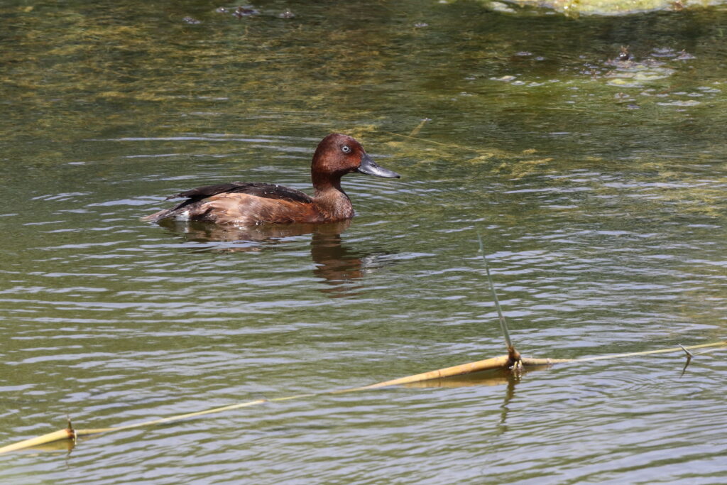 Ferruginous Duck. Qatar, 26 June 2013 © Neil G. Morris.