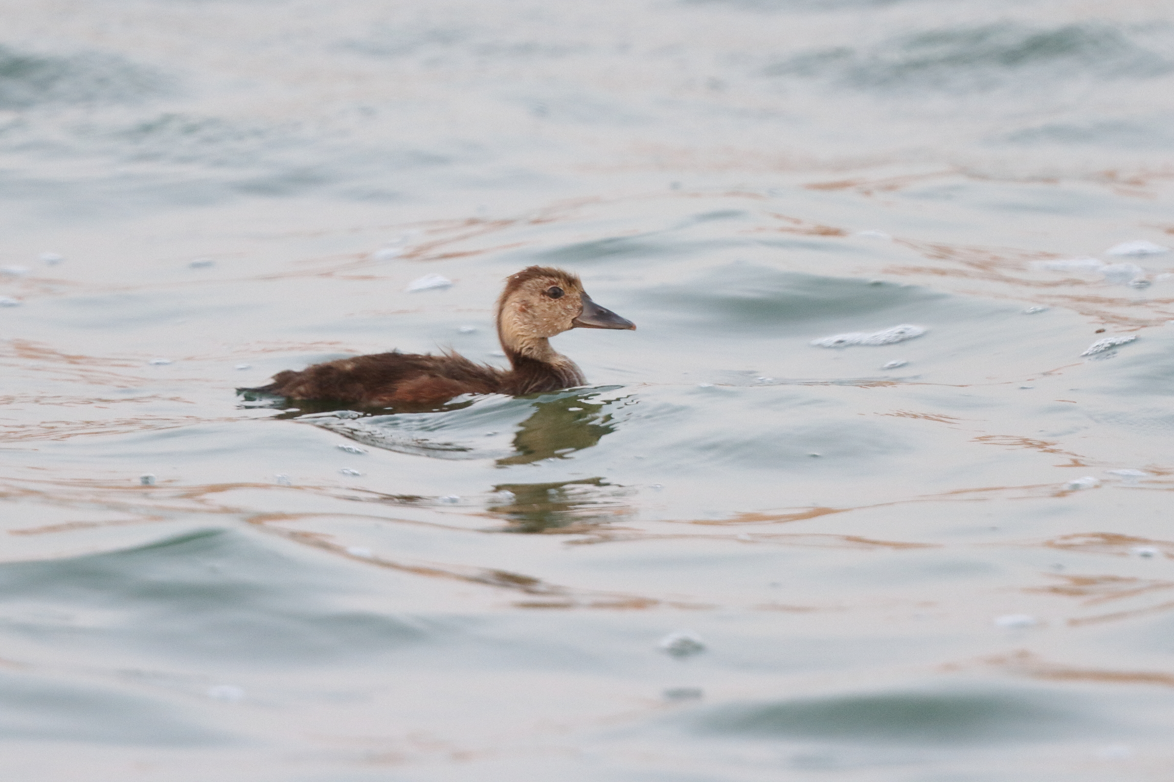 Ferruginous Duck. Qatar, 14 June 2014 © Neil G. Morris.