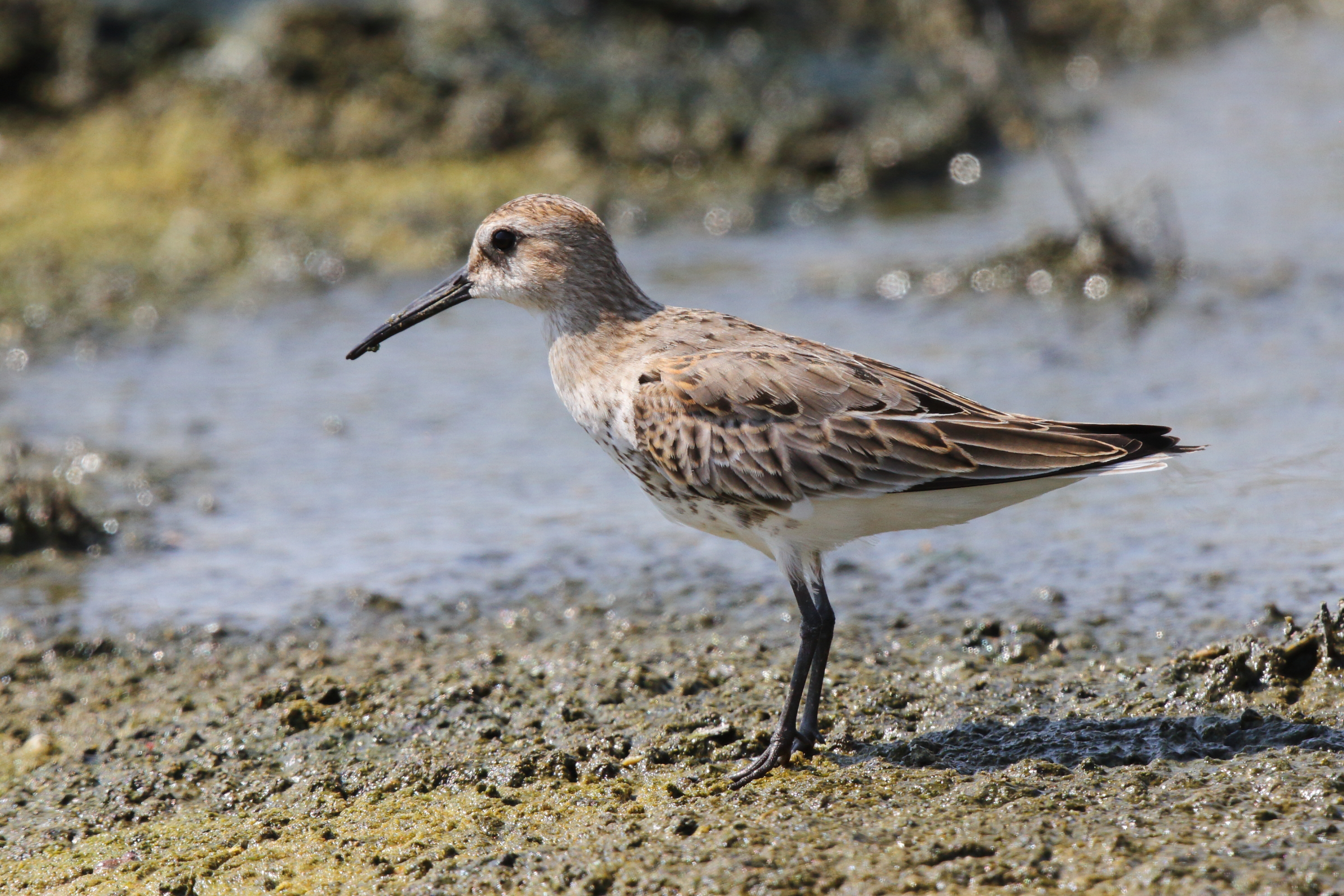 Dunlin. Qatar, 10 October 2012 © Neil G. Morris.