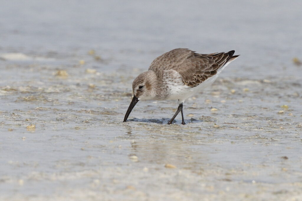Dunlin. Qatar, 03 November 2013 © Neil G. Morris.