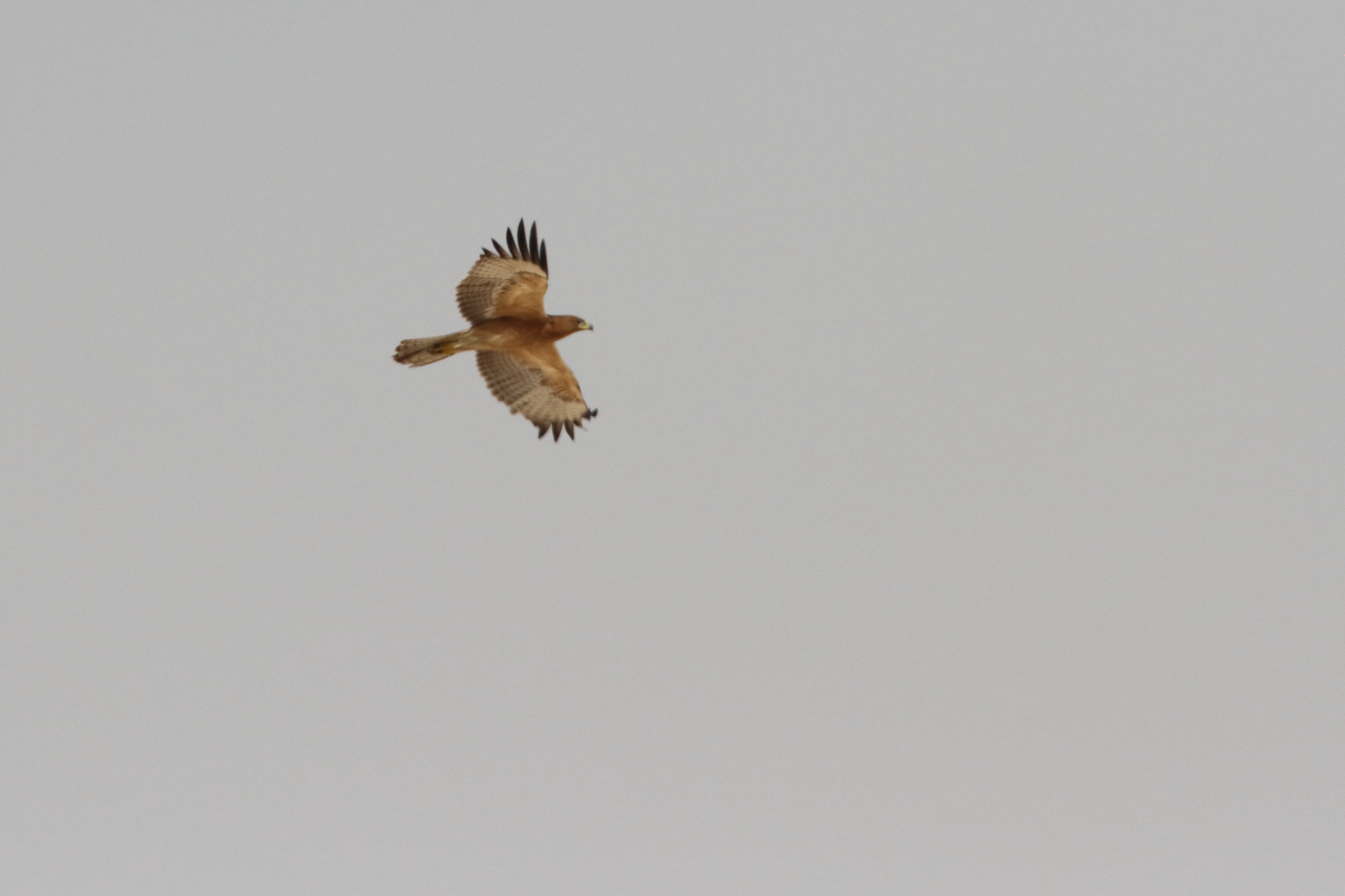 Bonelli's Eagle. Qatar, 05 October 2012 © Neil G. Morris.