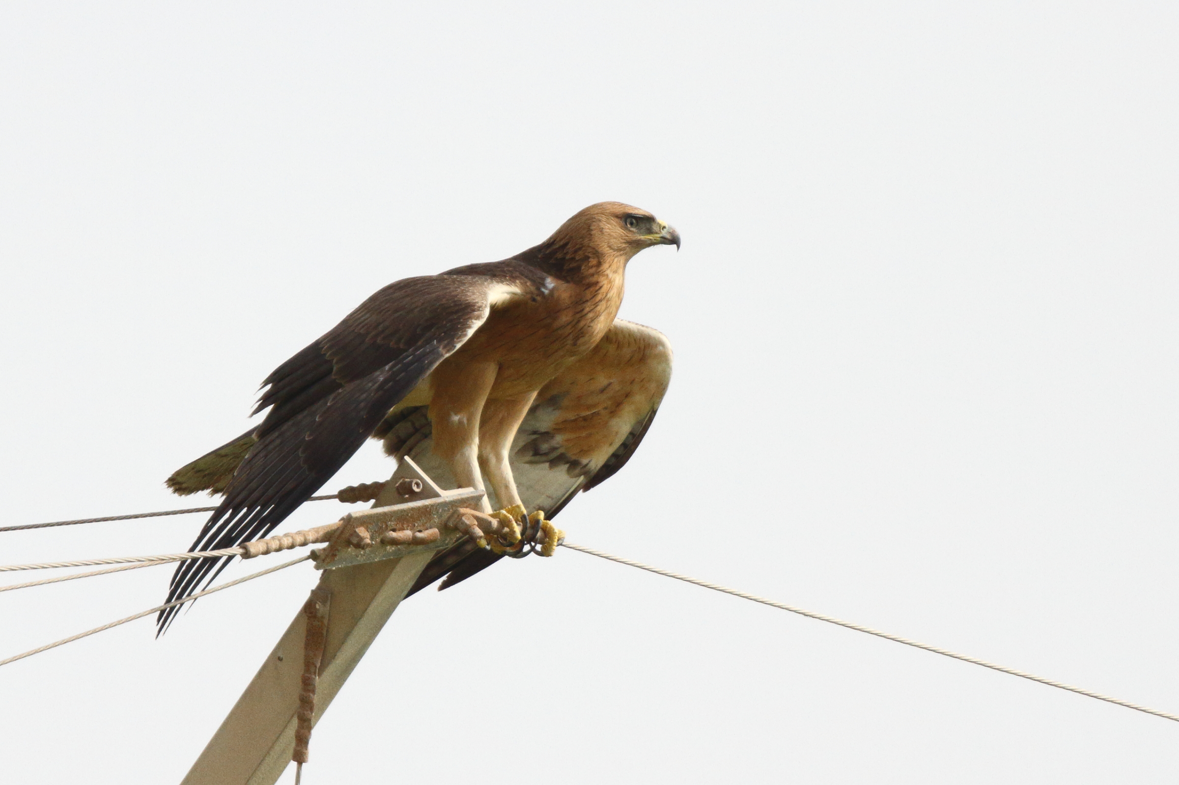 Bonelli's Eagle. Qatar, 21 October 2012 © Neil G. Morris.